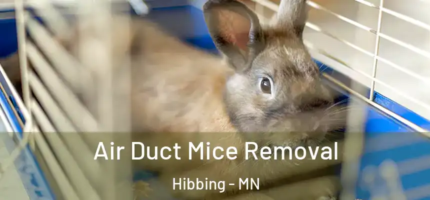  Air Duct Mice Removal Hibbing - MN
